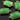 Chrysoprase Chalcedony Chicklet Shape Bezel, (BZC7460) - Beadspoint