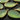 Green Chalcedony Faceted Pear Bezel, (BZC7282) - Beadspoint