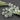 Green Amethyst Micro Faceted Cube Beads, (GAMsmcube) - Beadspoint