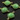 Chrysoprase Faceted Cushion Bezel, (BZC3027) - Beadspoint