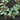 Bio Chrysoprase Faceted Pear Drops,(CHRY10x15PEAR(bio)) - Beadspoint
