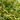 Genuine Green Peridot Faceted Onion Drops, (4PER6-7onion) - Beadspoint