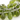 Green Peridot Faceted Tear Drops, 2 Pieces, (2PER6x9Tear), - Beadspoint