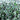 Green Amethyst Faceted Puff Coin Bezel Chain, (BC-GAM-99) - Beadspoint
