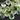 Natural Phrenite Faceted Pear Drops, ( PRENSMGRADPear) - Beadspoint