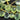 Prehnite