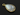 Rainbow Moonstone Smooth Pear Bezel,(RNMPRT09) - Beadspoint