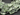 Green Amethyst Medium Micro Faceted Chiclets, (4GAMmedchic) - Beadspoint