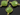 Apple Green Chalcedony Faceted Cushion Connector, (BZC3038) - Beadspoint