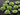 Apple Green Chalcedony Faceted Heart Bezel, (SSBZ7027) - Beadspoint