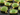 Apple Green Chalcedony Faceted Heart Bezel, (BZC6075) - Beadspoint