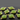 Apple Green Chalcedony Faceted Cushion Connector, (BZC3038) - Beadspoint
