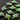Chrysoprase Faceted Cushion Bezel, (BZC3027) - Beadspoint