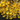 Yellow Chalcedony Faceted Pear Drops, (YCHLC/9x15PR), - Beadspoint