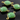 Chrysoprase Faceted Cushion Bezel, (BZC3027) - Beadspoint