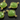 Apple Green Chalcedony Faceted Cushion Connector, (BZC3038) - Beadspoint