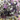 Labradorite Moonstone & Amethyst Faceted Rosary, (RS-MIX-8) - Beadspoint