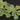 Green Chalcedony Faceted Onion Drops, 4 Pieces (4GCHLC/ONION/10), - Beadspoint