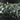 Ruby Zoisite Faceted Cushion Bezel Chain, (BC-RZT-81) - Beadspoint