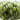 Green Chalcedony Oval Bezel Chain, (BC-GCL-241) - Beadspoint